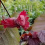 Nahaufnahme einer reifen, roten Zellernuss (Corylus avellana) am Strauch.