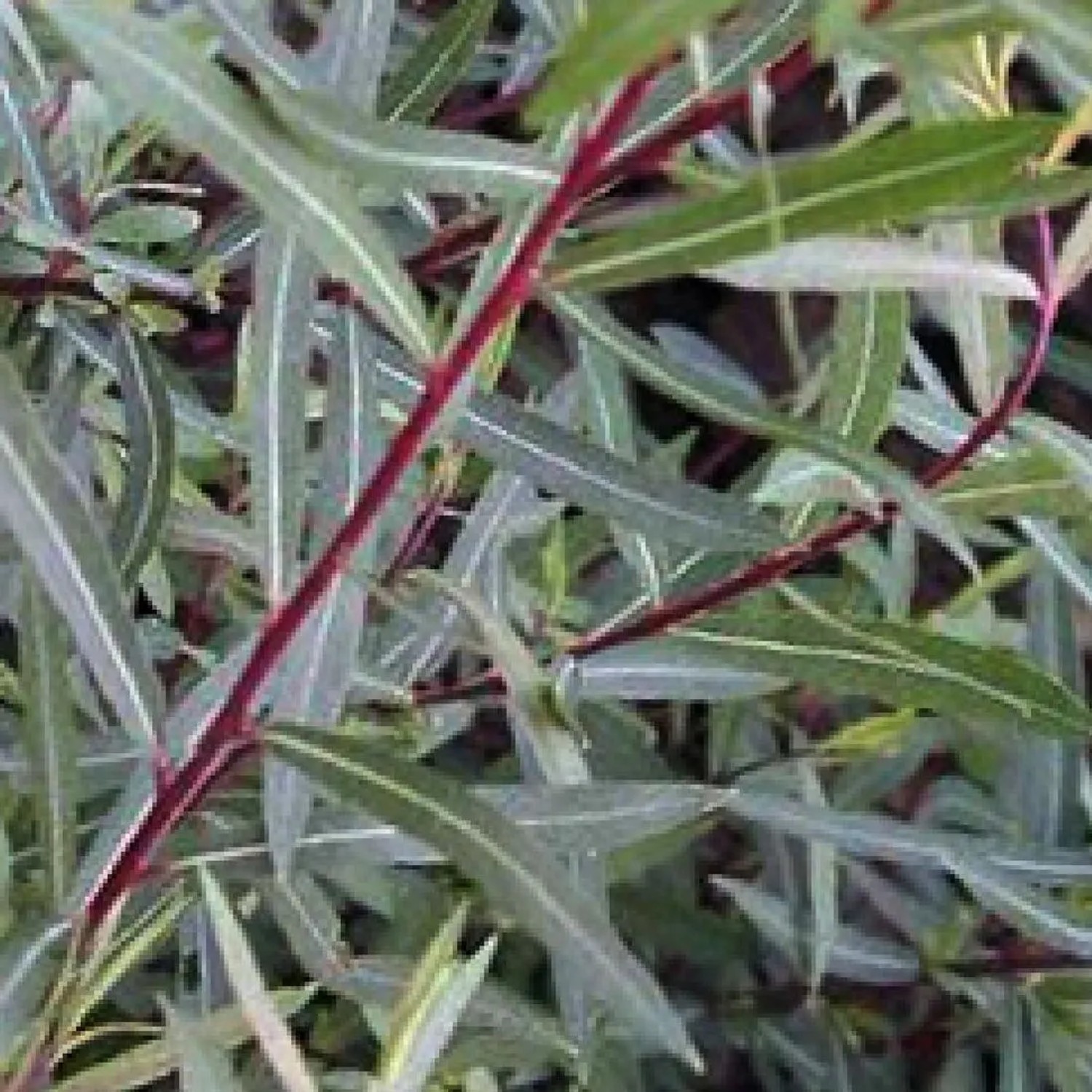 Kugelweide 'Nana' Salix purpurea 50 bis 60 cm im Container Kompakt Wachsend