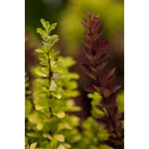 Berberitze 'Red Rocket': Heckenpflanze mit roten Blättern und buschigem Wuchs.