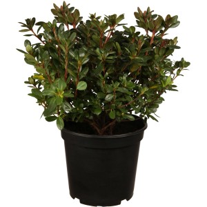 Japanische Azalee Maruschka im Topf, rote Blütenknospen und grüne Blätter.