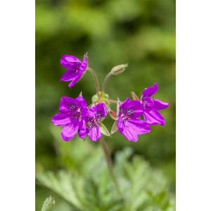 Violette Blüten des Pyrenäen-Storchschnabels (Erodium Manescavii) im 9x9 cm Topf.
