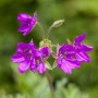 Violette Blüten des Pyrenäen-Storchschnabels (Erodium Manescavii) im 9x9 cm Topf.