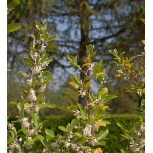Blühende Heckenkirsche MyBerry Bee (Lonicera kamtschatica) mit grünen Blättern und weißen Blüten.