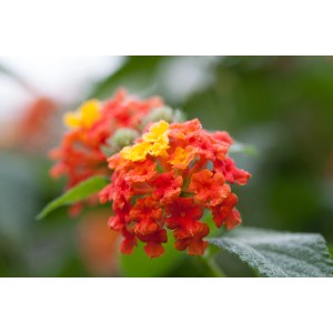 Nahaufnahme: Wandelröschen (Lantana) mit orange-gelben Blüten, Topf-Ø ca. 12 cm.