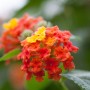 Nahaufnahme: Wandelröschen (Lantana) mit orange-gelben Blüten, Topf-Ø ca. 12 cm.