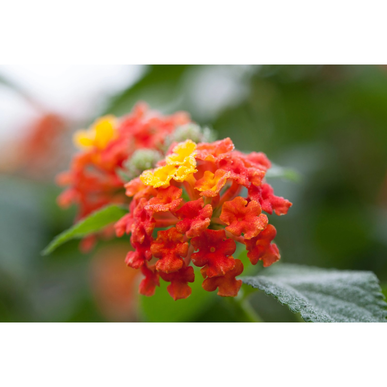 Nahaufnahme: Wandelröschen (Lantana) mit orange-gelben Blüten, Topf-Ø ca. 12 cm.