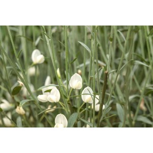 Nahaufnahme des weißen Besenginsters Cytisus Praecox White Lion mit zarten Blüten.