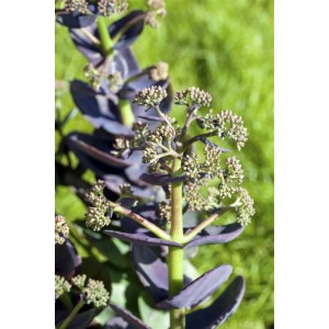 Detailaufnahme der Fetthenne Sedum Cauticola 'Bertram Anderson' im 9x9 cm Topf, purpurfarbenes Laub und Blütenknospen.