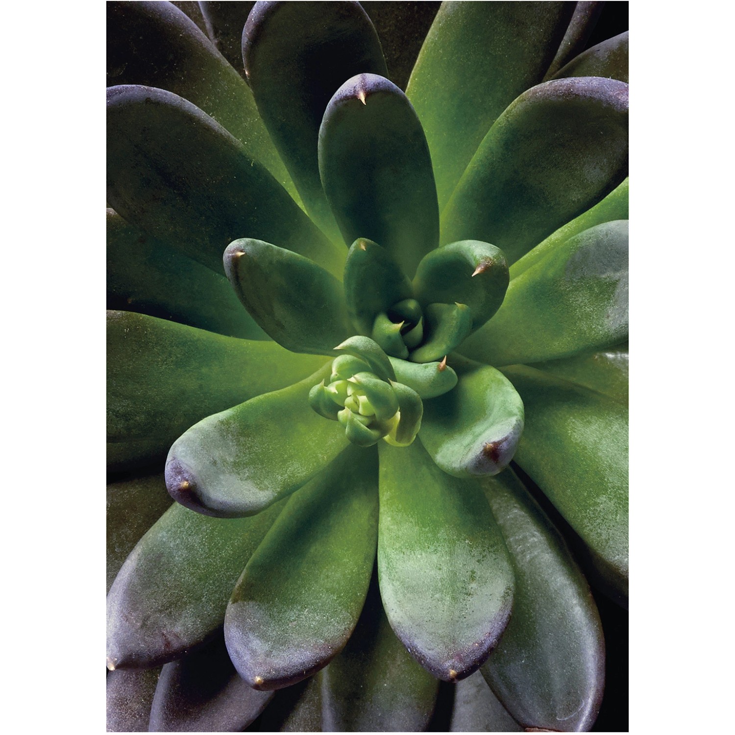 Komar Wandbild Succulent Single 30 x 40 cm günstig online kaufen