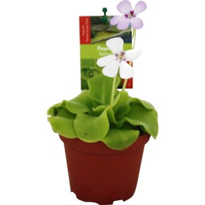 Fettkraut Pinguicula im Topf, eine fleischfressende Pflanze mit weißen und lila Blüten.