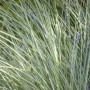 Detailaufnahme von Miscanthus Sinensis 'Morning Light' Chinaschilf mit filigranen, grün-silbrigen Blättern.