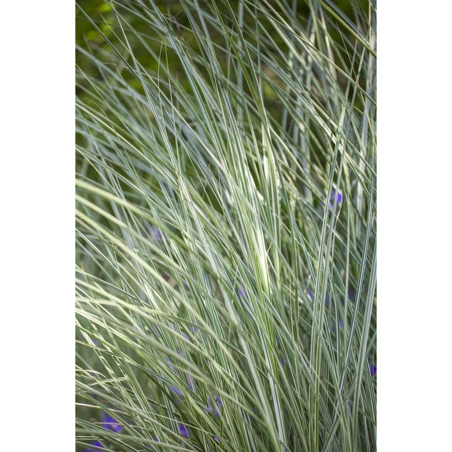 Miscanthus Sinensis Morning Light Chinaschilf Ca. 11x11 cm Topf günstig online kaufen