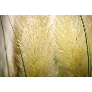Nahaufnahme von silbrig-weißem Pampasgras (Cortaderia Selloana) im 3-5 Liter Container.
