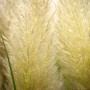 Nahaufnahme von silbrig-weißem Pampasgras (Cortaderia Selloana) im 3-5 Liter Container.