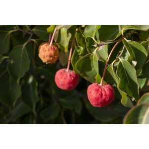 Rote Früchte am Cornus Kousa Venus Blumen-Hartriegel Hausbaum mit grünen Blättern.