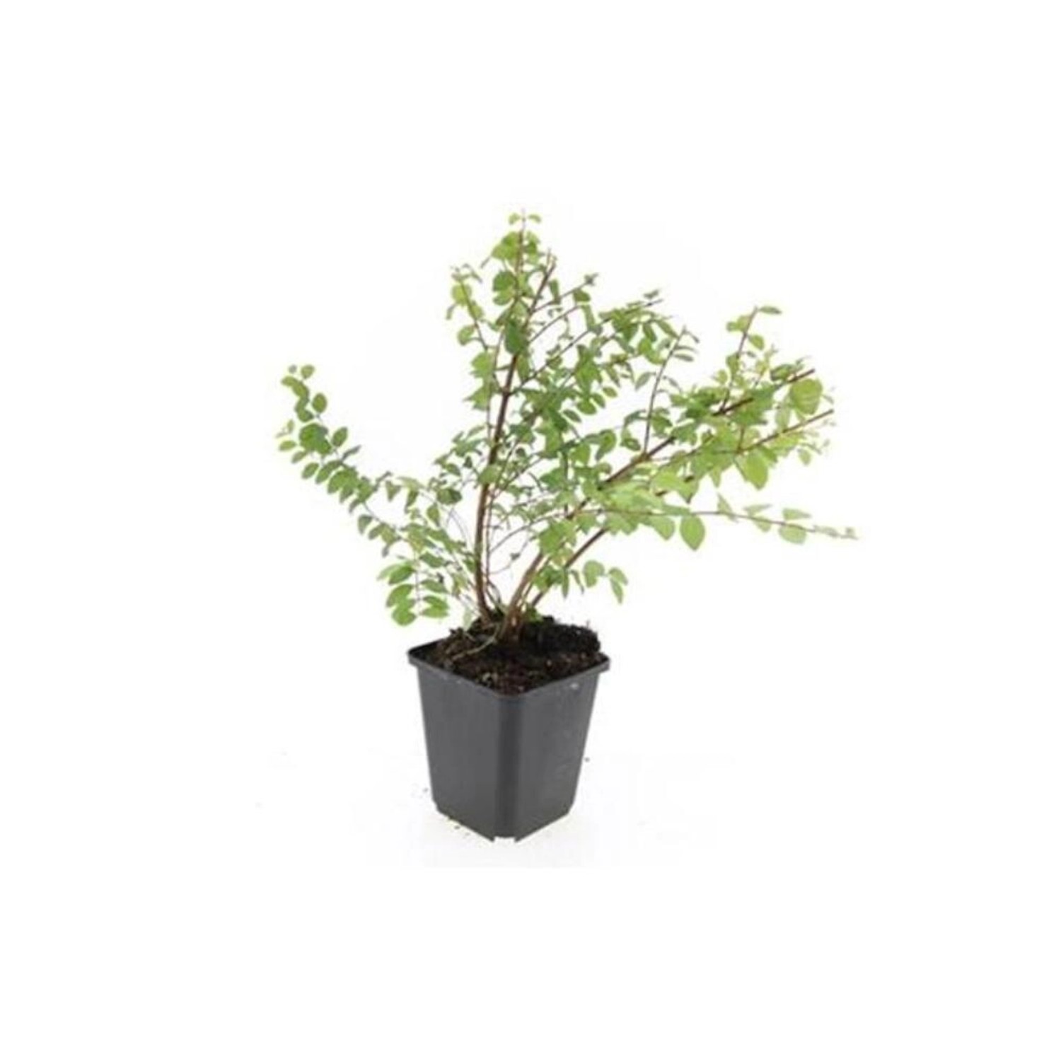 Exotenherz Bodendecker Niedrige Purpurbeere Symphoricarpos Chenaultii Hanco günstig online kaufen