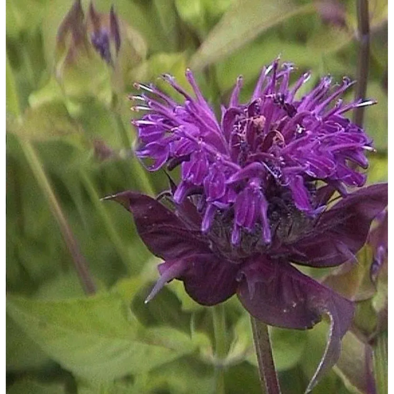 Indianernessel Blue Moon - Monarda fistulosa