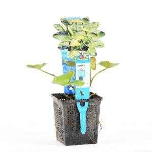 Gelbe Seerose (Nuphar lutea) im Topf, ideal für den Gartenteich. Teichpflanze mit grünen Blättern.