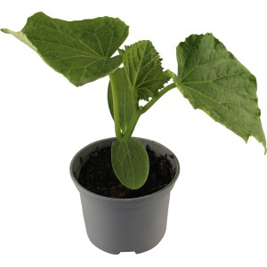 Junge Schlangengurke (Cucumis sativus) im Topf von Grow by OBI.