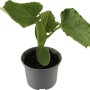 Junge Schlangengurke (Cucumis sativus) im Topf von Grow by OBI.