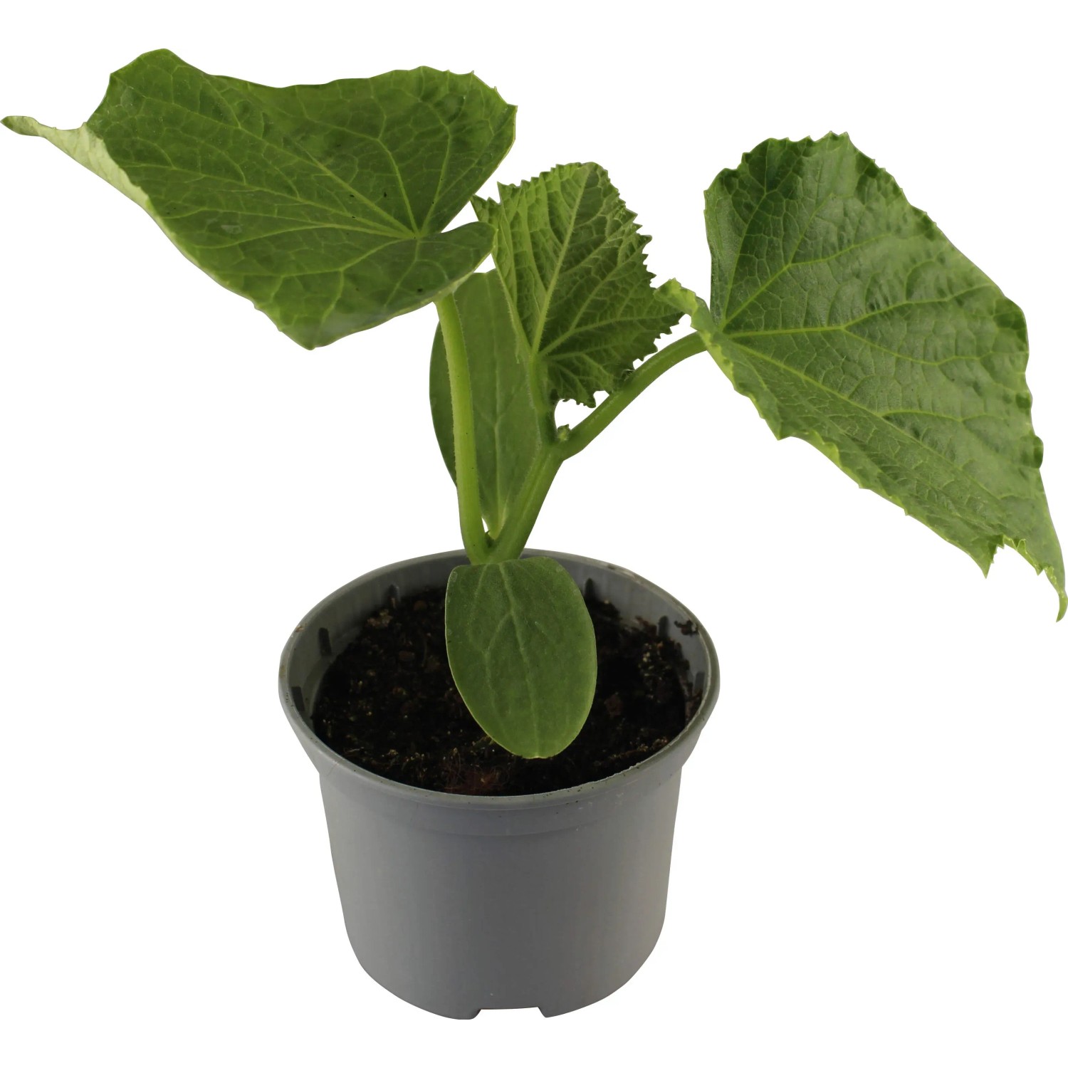 Junge Schlangengurke (Cucumis sativus) im Topf von Grow by OBI.