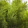 Nahaufnahme der goldgelben Chamaecyparis lawsoniana 'Alumigold' Heckenpflanze.