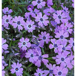 Teppich-Phlox 'Purple Beauty': Bodendecker-Staude mit lila Blüten für sonnige Standorte.