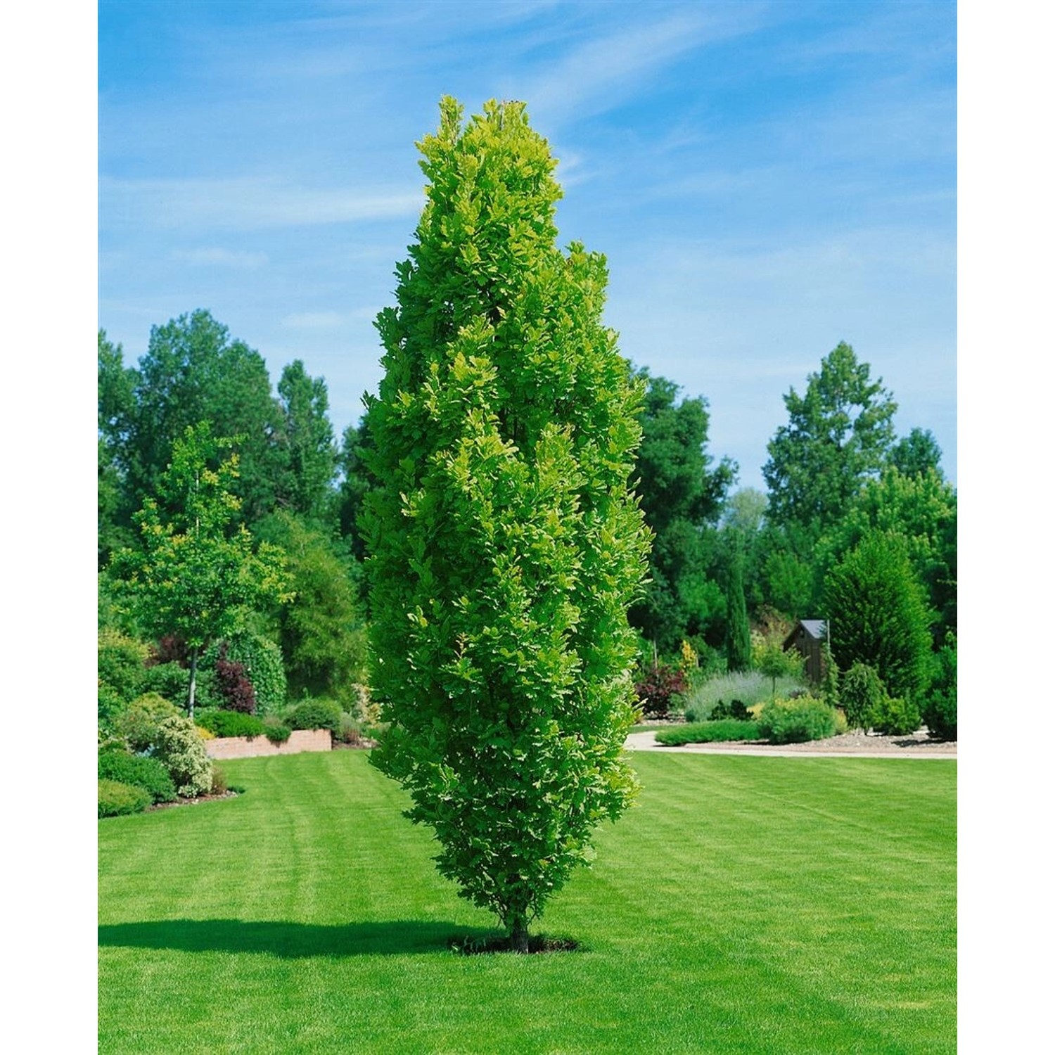 Quercus Robur Fastigiata Koster Säulen-Eiche Ca. 15 cm Topf günstig online kaufen