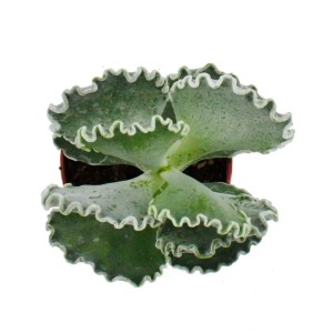 Exotenherz Silberkrone (Cotyledon undulata) Sukkulente im 8,5cm Topf mit gewellten Blättern.