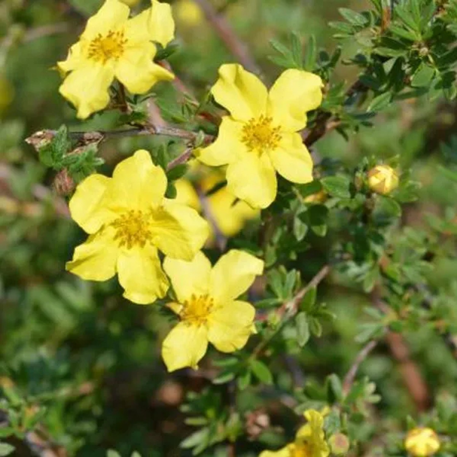 Fingerstrauch 'Elizabeth' Potentilla fruticosa 20 bis 25 cm im Container Buschig Wachsend