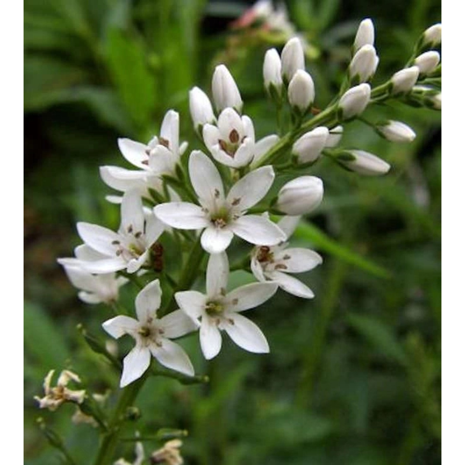 Nickender Felberich - Lysimachia barystachys günstig online kaufen