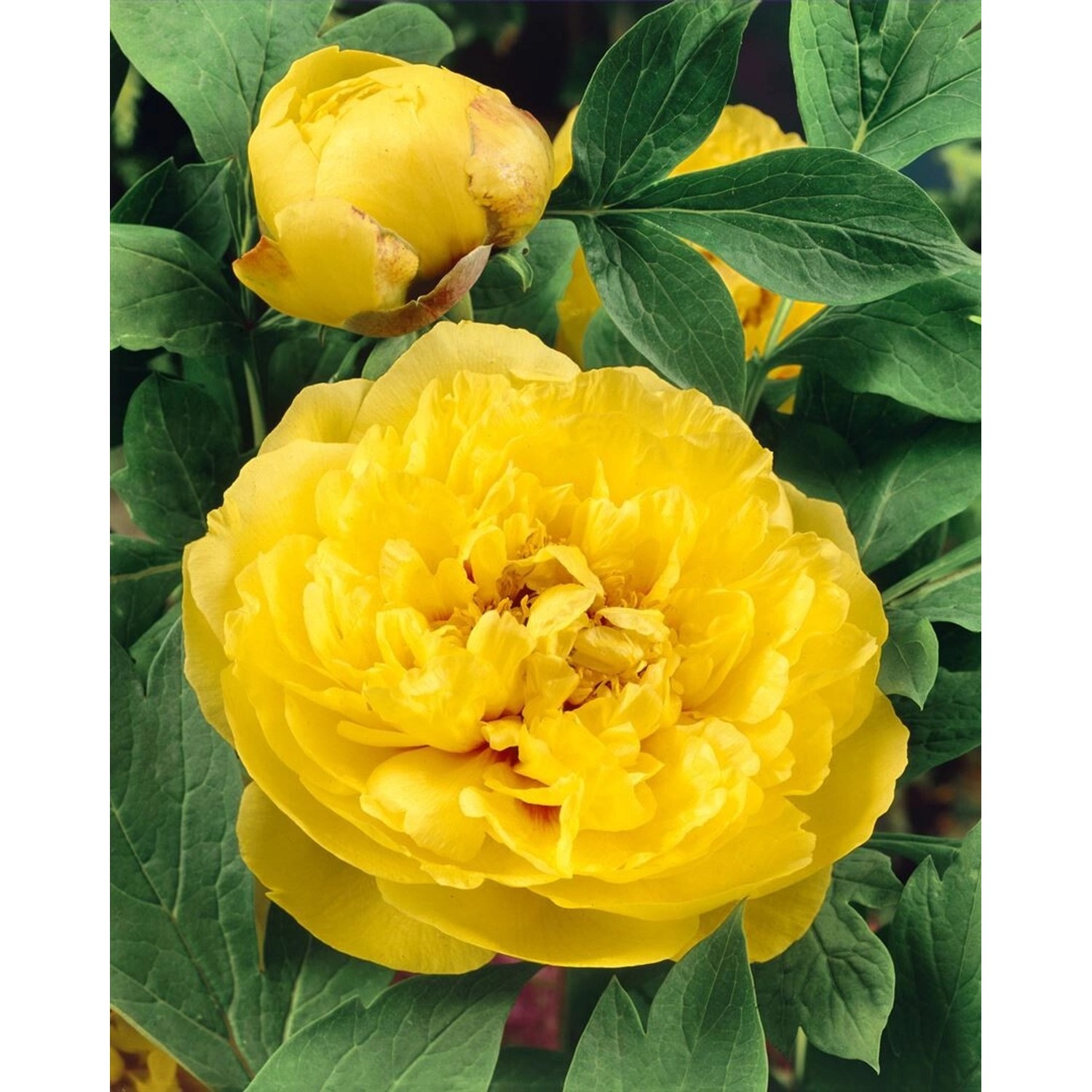 Paeonia Lutea Gelbe Pfingstrose Ca 11x11 cm Topf günstig online kaufen