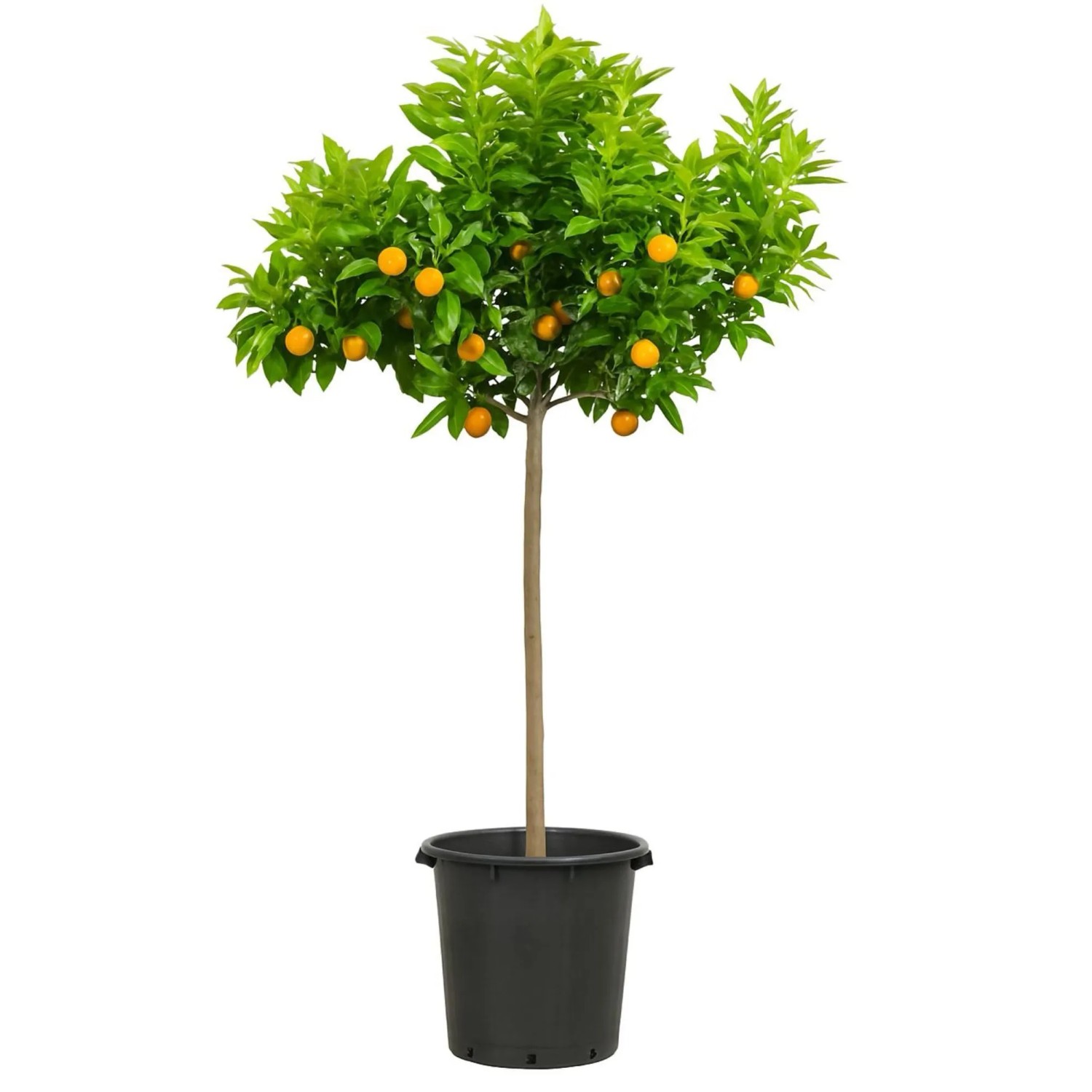 GROW by OBI Kumquat Stamm Höhe ca. 120 - 140 cm Citrus japonica