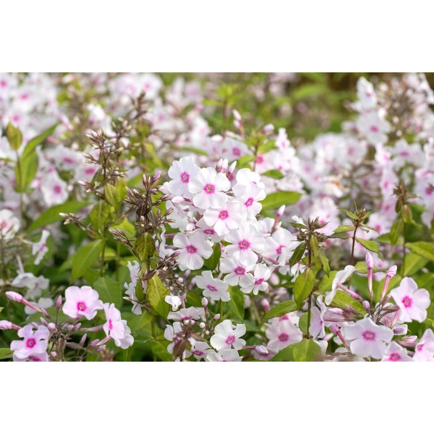 Phlox Paniculata Europa Flammenblume Ca. 11x11 cm Topf günstig online kaufen