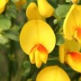 Nahaufnahme einer gelb-roten Blüte des Edelginsters (Cytisus scoparius).