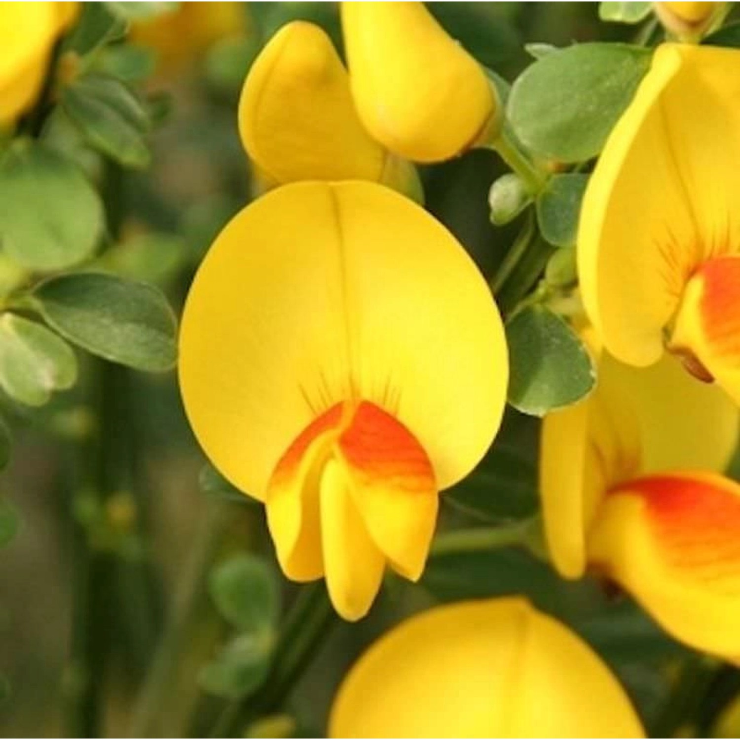 Edelginster Andreanus Splenders 60-80cm - Cytisus scoparius günstig online kaufen