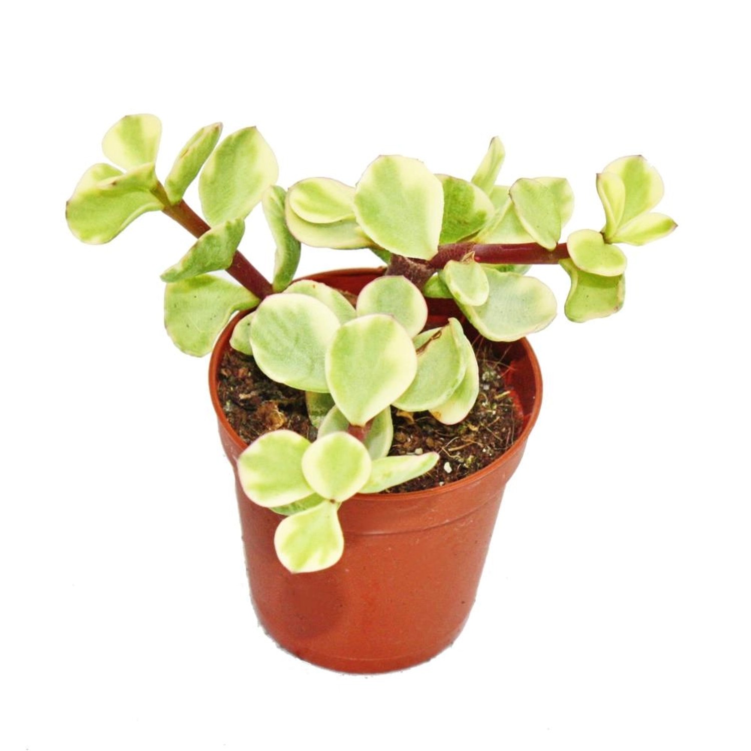 Exotenherz Portulacaria Afra Var. Jadebaum Kleine Pflanze im 5,5cm Topf günstig online kaufen