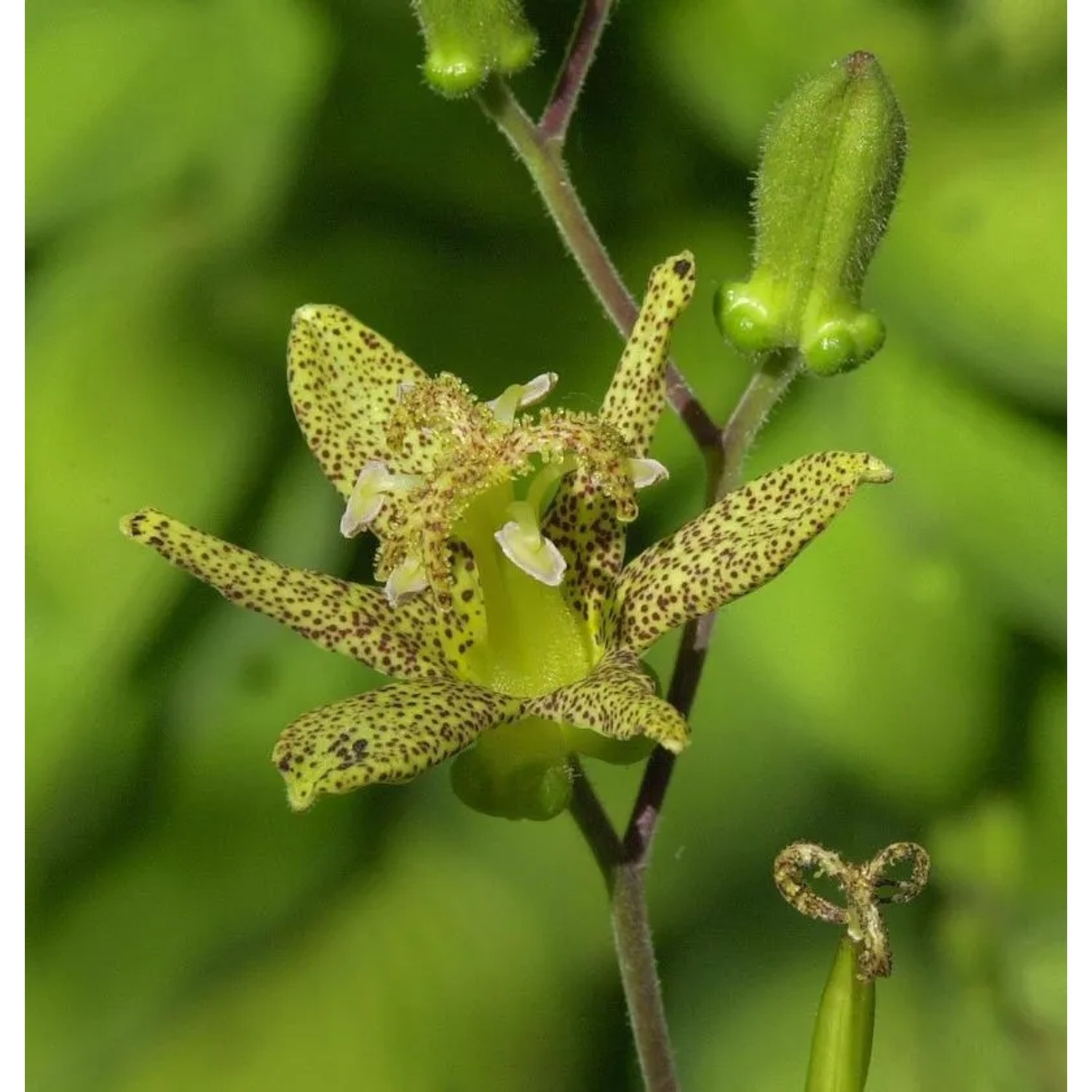 Krötenlilie - Tricyrtis,atifolia