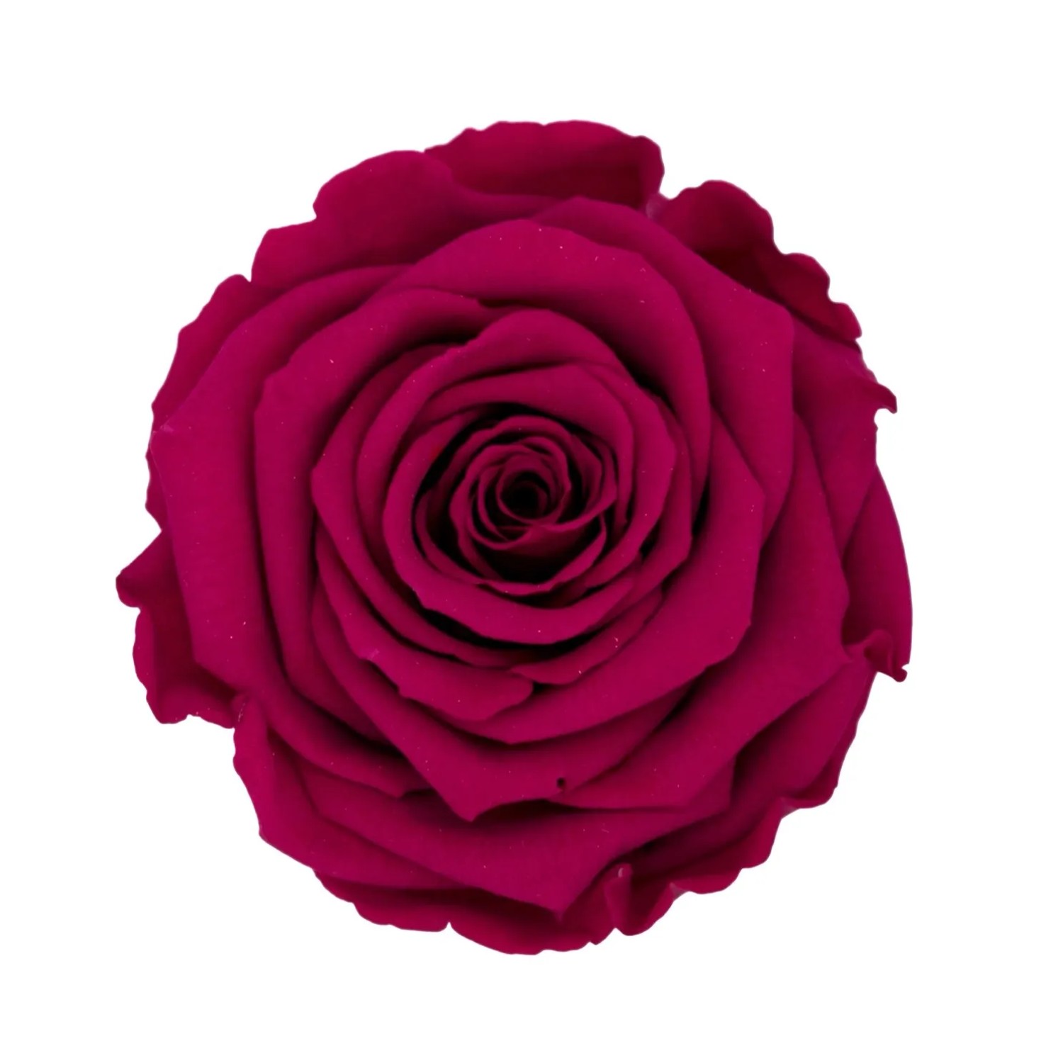 Nahaufnahme einer pinken Rose, Teil der Rosenbox Herz Weiß-Schwarz mit 13 Rosen.