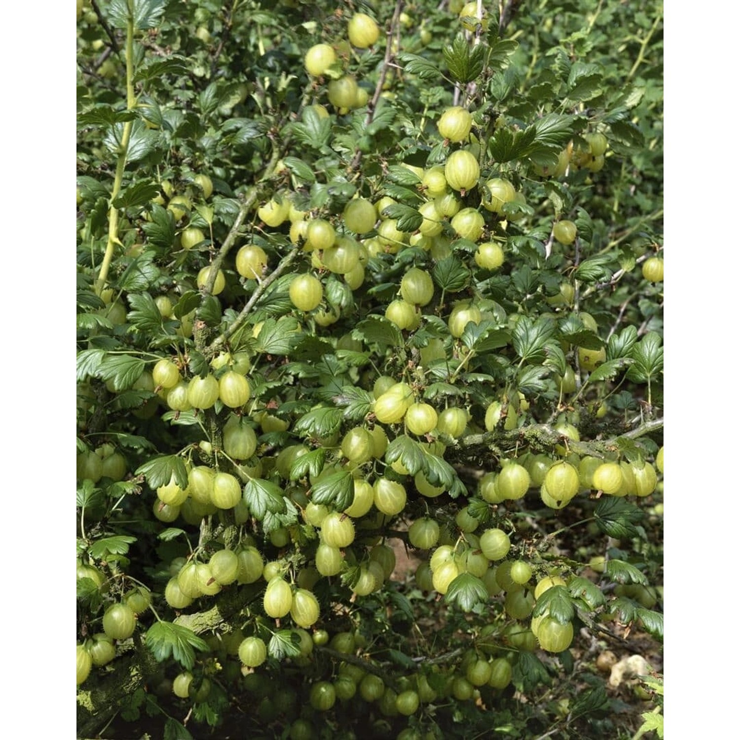 Ribes Uva-Crispa Hinnonmäki Gelb Stachelbeere Gelb 60 Cm Stammhöhe günstig online kaufen