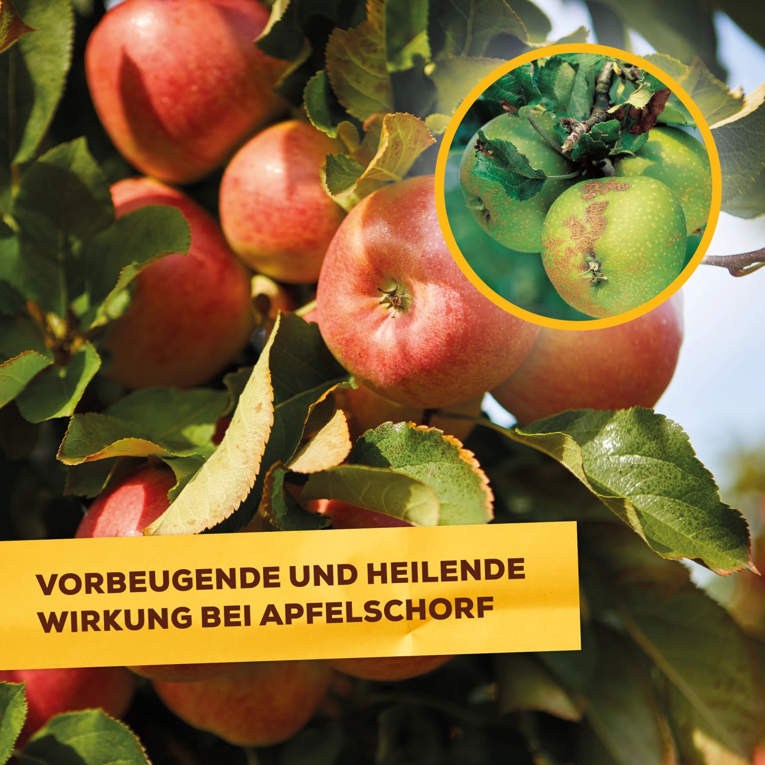 Äpfel am Baum, geschützt durch Solabiol Pilzfrei AF gegen Apfelschorf.