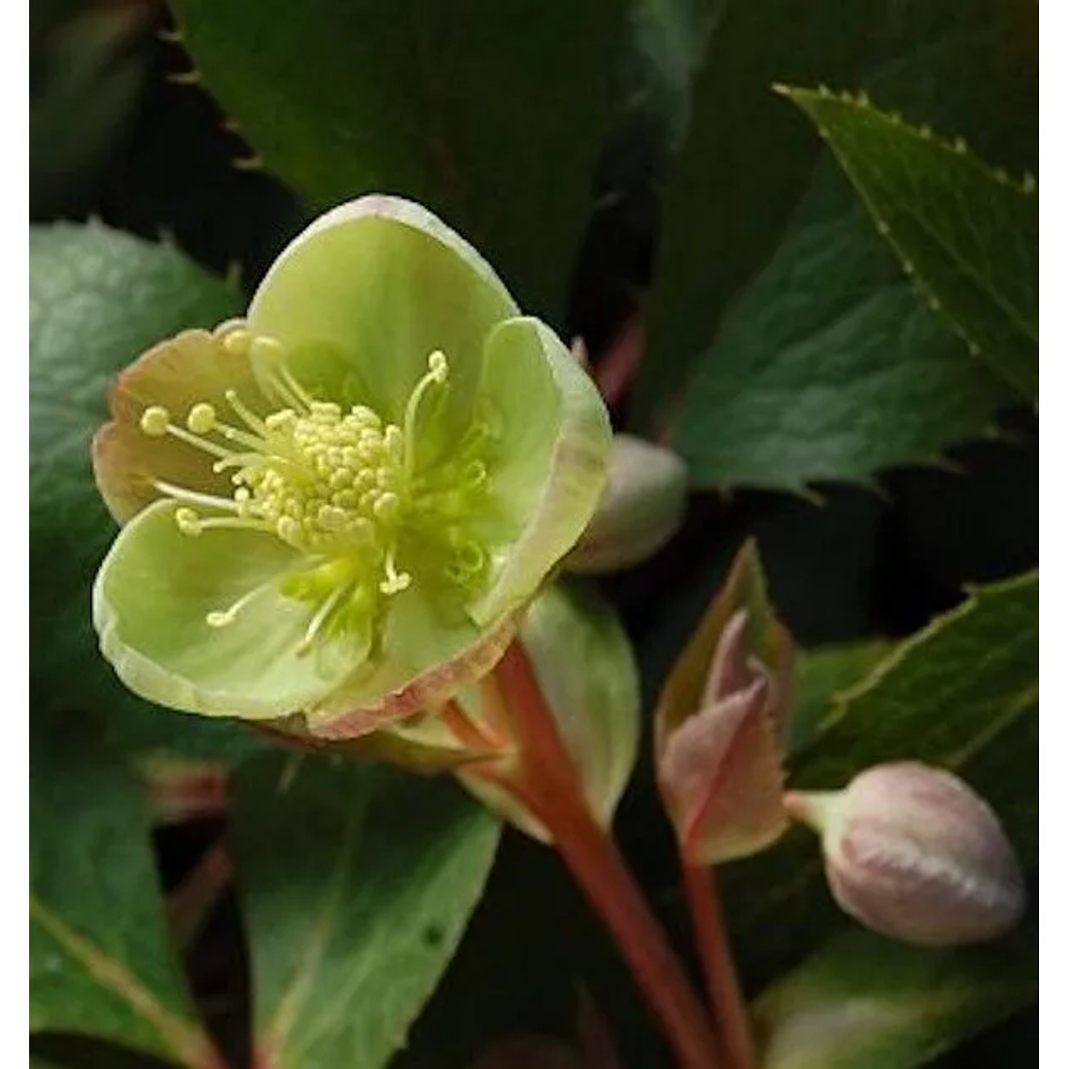 Christrose Lenzrose Sterni - Helleborus sternii