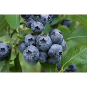 Nahaufnahme der großen, reifen Früchte der Vaccinium Corymbosum Spartan Heidelbeere.