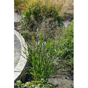 Aufrecht wachsende Rutenhirse 'Thundercloud' im Gartenbeet mit filigranen Blütenständen.