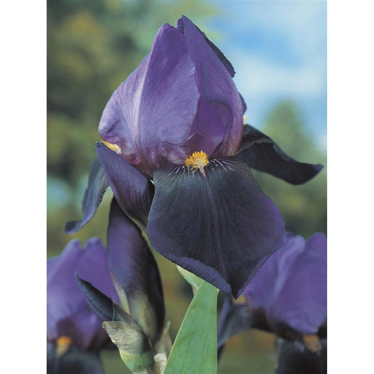 OBI Schwertlilie Dark Triumph Violett Topf-Ø ca. 9 cm x 9 cm Iris