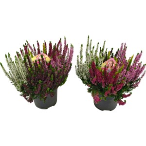 Zwei fünffarbige Besenheide Beauty Lady im Topf, Calluna vulgaris, Eriken & Callunen.