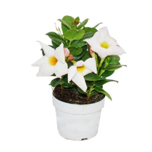 Exotenherz Dipladenia 'Chilenischer Jasmin' im 10cm Topf mit weißen Blüten.