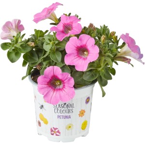 Pinkfarbene Petunie Summer Survivors im Topf (ca. 12 cm Ø).