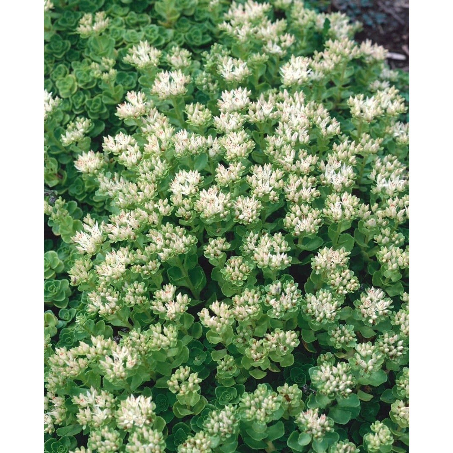 Sedum Spurium Album Superbum Teppichsedum Weiß Ca. 9x9 cm Topf günstig online kaufen