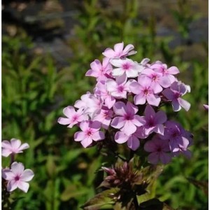 Nahaufnahme der rosa blühenden Hohen Flammenblume 'Lichtspiel' (Phlox paniculata) im Garten.